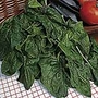 Spinach Spokane F1 Seeds