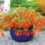 Begonia Bonfire&trade; Plants