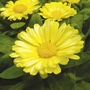 Calendula Lemon Zest Plants