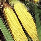 Sweet Corn Sundance F1 Seeds Average Seeds 25