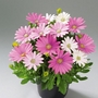 Osteospermum Arusha Plants Pack of 10 Pot Ready Plants - SAVE £3.95! - Flower Plants