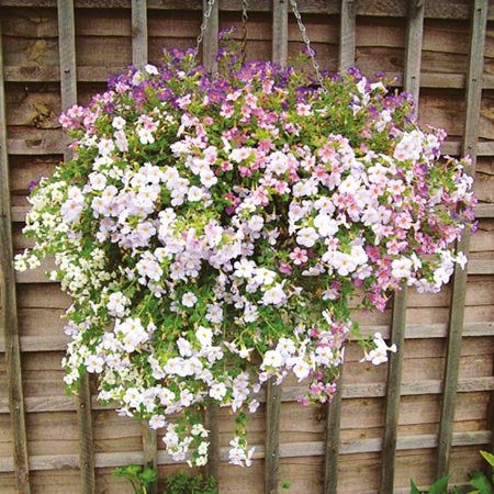 Bacopa Plant Collection (Scopia)