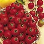 Tomato Cherry Belle F1 Seeds