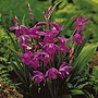 Bletilla Striata (Hardy Orchid)