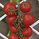 Tomato Cossack F1 Seeds
