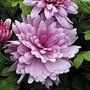 Chrysanthemum Showmakers Plants Pack of 20 Pot Ready Plants (4 of each colour) - SAVE £4.95! - Flower Plants