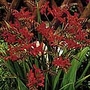 Crocosmia Lucifer