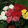 Begonia Expresso Collection