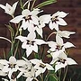 Acidanthera Murielae (Abyssinian Sword Lily)