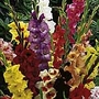 Gladioli Large Flowered Mix Pack of 100 Corms - SAVE £4.95! - Flower Bulbs