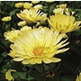 Calendula Lemon Zest Plants