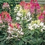 Cleome Mix Plants Pack of 10 Pot Ready Plants - SAVE £2.95! - Flower Plants