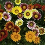 Gazania Daybreak Mix Plants