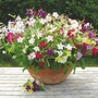 Nicotiana F1 Perfume Mix Plants (Tobacco Plant)