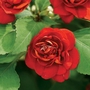 Impatiens Heartbeat Collection Plants Pack of 20 Pot Ready Plants (4 of each variety) - SAVE £4.95! - Flower Plants