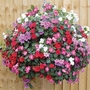 Impatiens Spellbound® Collection Plants Pack of 20 Pot Ready Plants (4 of each variety) - SAVE £4.95! - Flower Plants