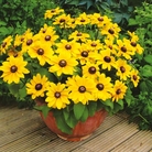 Rudbeckia Toto Plants Pack of 40 Easiplants - SAVE £3.95! - Flower Plants