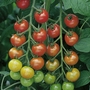Tomato F1 Cherry Belle Plants
