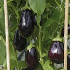 Greenhouse Vegetable Plant Collection Pack of 5 Pot Ready Plants (1 of each variety) - Vegetable Plants
