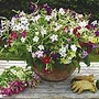 Nicotiana F1 Perfume Mix Plants (Tobacco Plant)