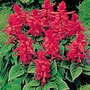 Salvia Phoenix Red Plants