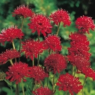 Knautia Red Knight Plants Pack of 5 Pot Ready Plants - Perennial Plants