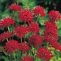 Knautia Red Knight Plants