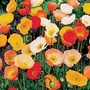 Poppy Garden Gnome Plants (Papaver)