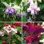 Fuchsia Giant Double-Flowered Trailing Plants