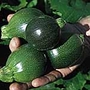 Courgette Eight Ball Seeds