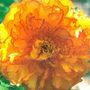 Tree Peony / Tree Paeony