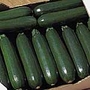 Courgette Tosca F1 Seeds