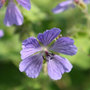 cranesbill