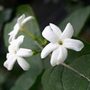 Arabian jasmine