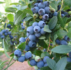 blueberry    early fruiting