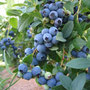 blueberry    mid season fruiting