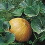 Pumpkin Mammoth seeds