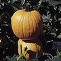 Pumpkin Orbit F1 Seeds