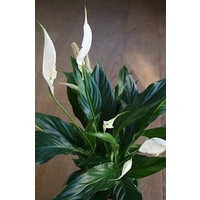 Spathiphyllum Peace Lily
