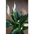 Spathiphyllum Peace Lily