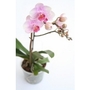 Moth Orchid (Phalaenopsis)