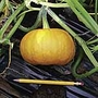 Pumpkin Little October Seeds