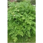 Chervil (herb) x 100 seeds