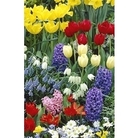 100 Spring Flowering Bulbs