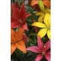 Lily collection x 10 bulbs