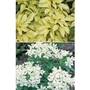Choisya Collection Pack x 10 young plants
