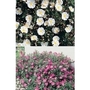 Cistus Collection x 10 young plants