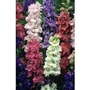 Delphinium Larkspur x 10 young plants
