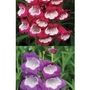 Pensham Penstemon Collection x 10 young plants