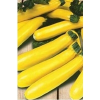 Yellow Courgette Soleil x 10 seeds